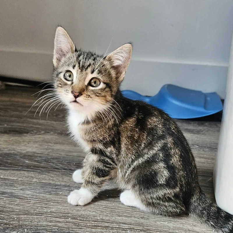 A baby small-sized female Brown / Chocolate Domestic Short Hair cat named Donna Meagle for adoption in Eagle Mountain, UT