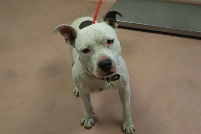 An adult large-sized male Mixed Breed dog named Roscoe for adoption in Columbia, SC
