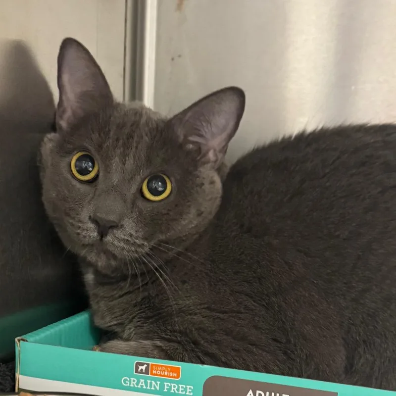 An adult medium-sized female Gray / Blue / Silver Domestic Short Hair cat named Mercedes for adoption in Fredericksburg, VA