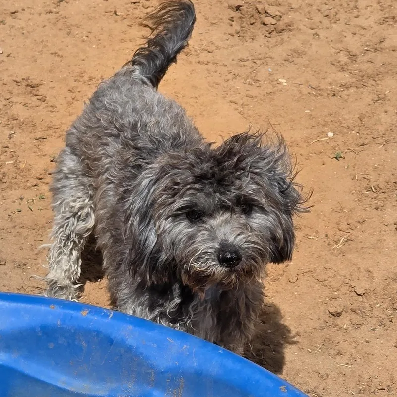 An adult small-sized female Schnauzer dog named Holly for adoption in Oxford, ME