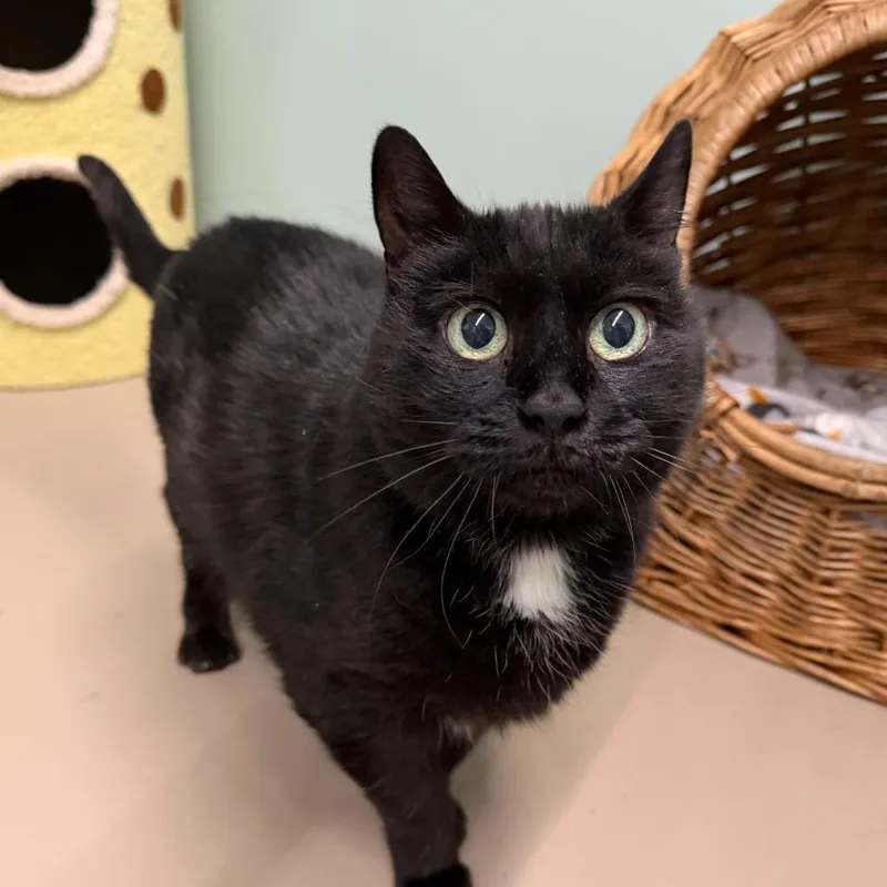 A senior large-sized female Black Domestic Short Hair cat named Little Debbie for adoption in Pittsford, VT