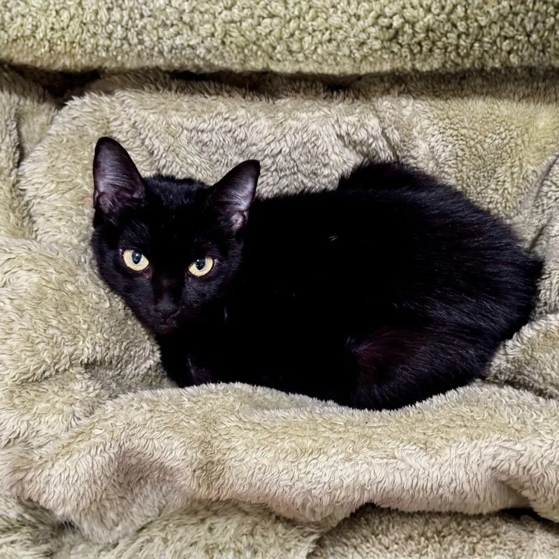 An adult medium-sized female Black Domestic Short Hair cat named Tiffany for adoption in Brooklyn, NY