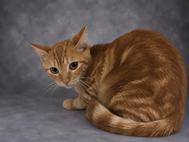 A young medium-sized male Domestic Short Hair cat named Pumpkin for adoption in Winter Haven, FL