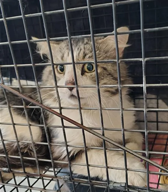 An adult large-sized male Domestic Long Hair cat named Tommy for adoption in Casper, WY