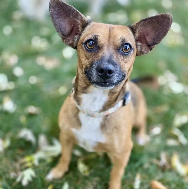 A young small-sized female Chihuahua dog named Slinky for adoption in Mead, CO