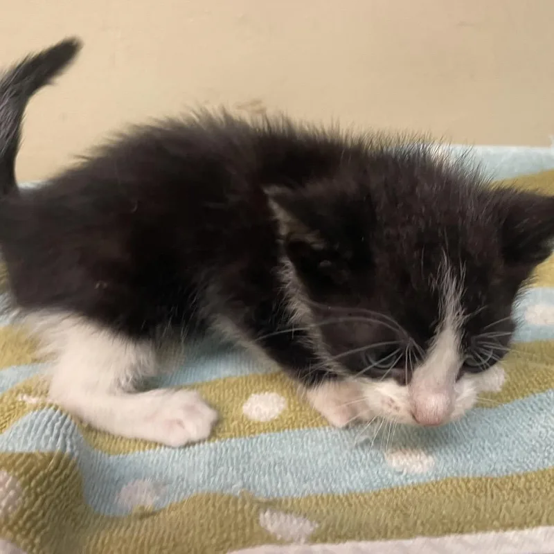 A baby small-sized male Black Domestic Short Hair cat named Dojo for adoption in Pasadena, CA