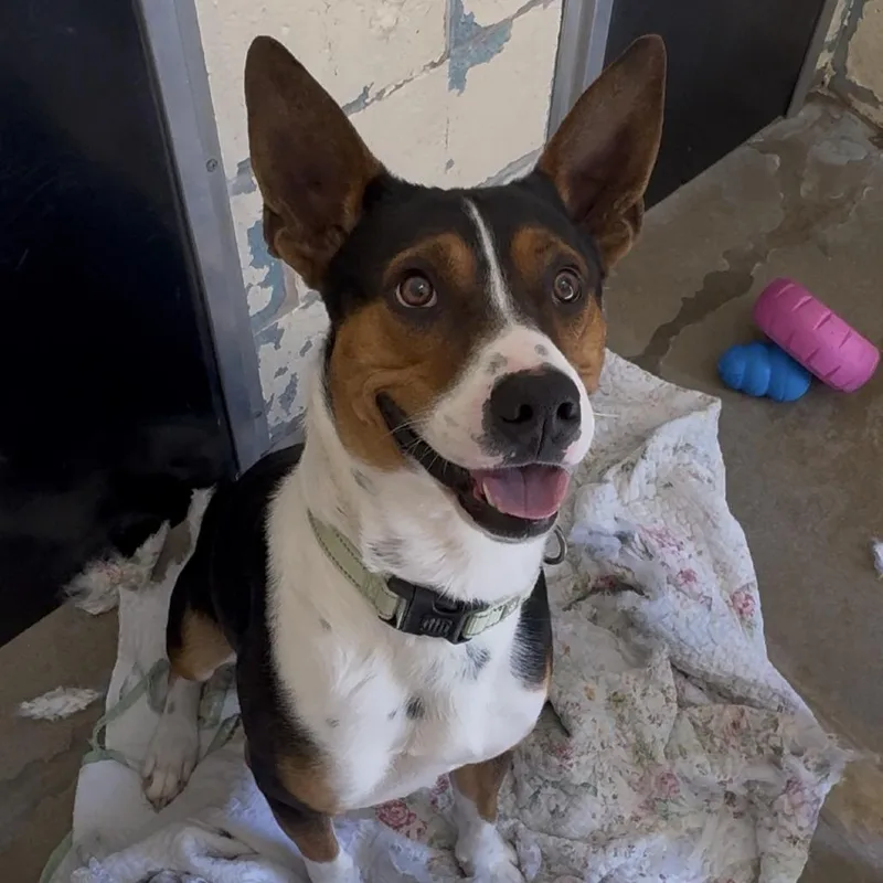 A young medium-sized male Black Mixed Breed dog named Sir Grumpsalot K for adoption in Union, MO
