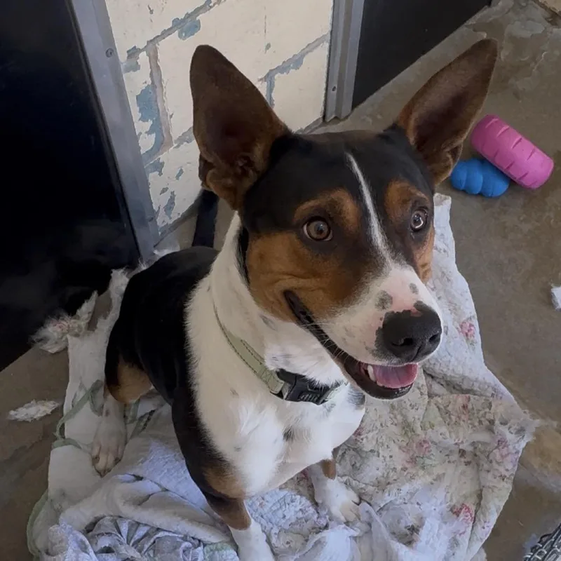 Sir Grumpsalot K thumbnail 2