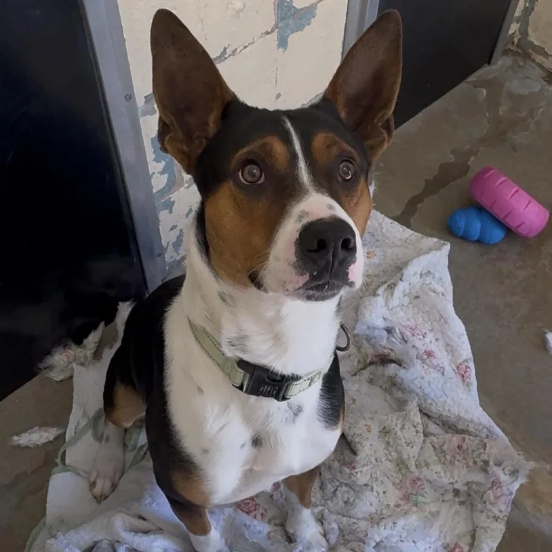 Sir Grumpsalot K thumbnail 3