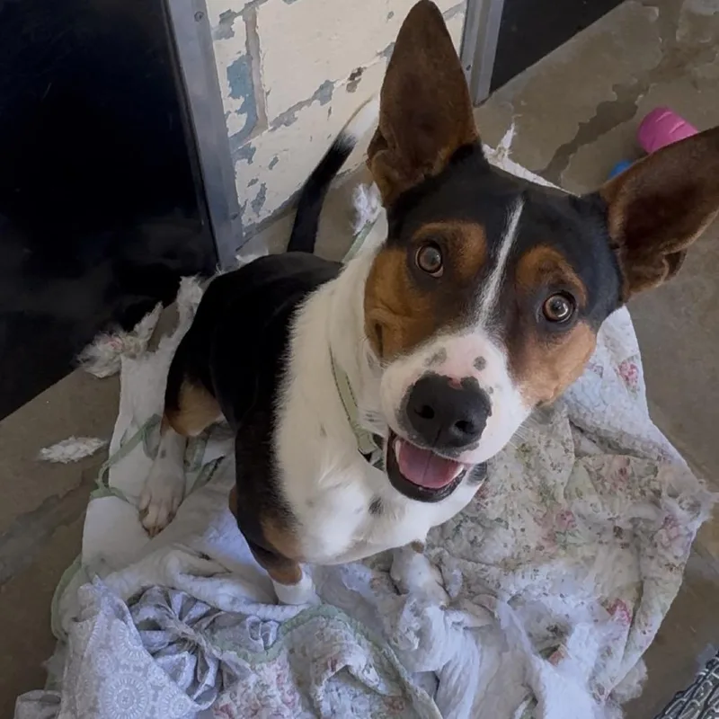 Sir Grumpsalot K thumbnail 4