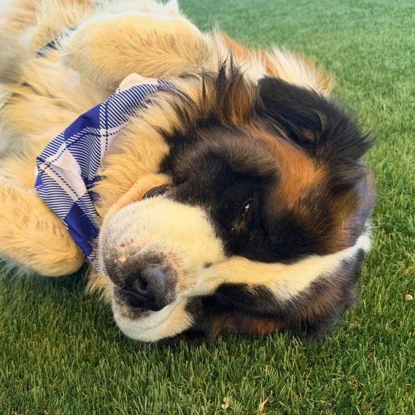 An adult large-sized male Saint Bernard dog named Gordo for adoption in Walnut Creek, CA