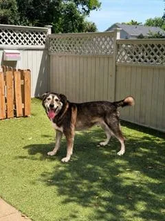 A senior medium-sized male Husky dog named Kanin {COMING SOON} for adoption in Nashville, TN