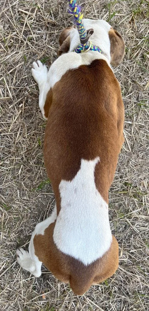 A young medium-sized male Pit Bull Terrier dog named Dublin for adoption in Tarboro, NC