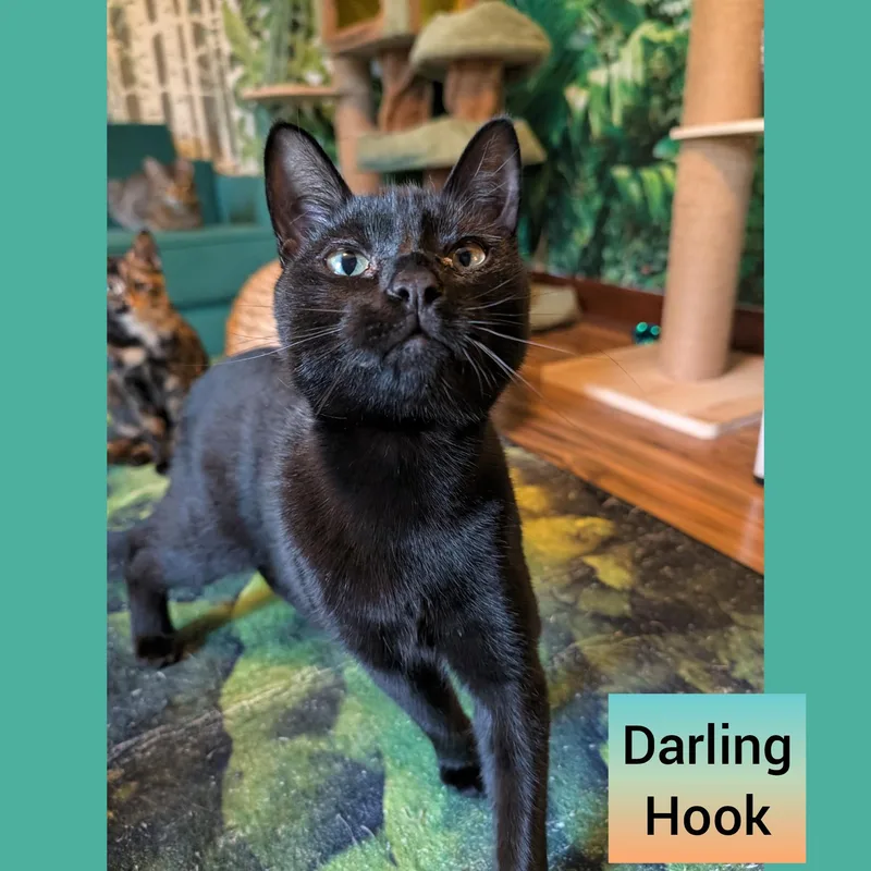 A baby medium-sized male Black Domestic Short Hair cat named Hook and Smee a for adoption in Beaverton, OR