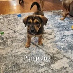 A baby large-sized female Brown / Chocolate Australian Shepherd dog named Pumpkin for adoption in Delaware, OH