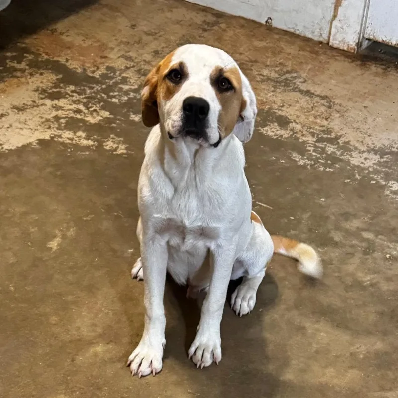 A young medium-sized male White / Cream Hound dog named Bravo for adoption in Brownsboro, AL