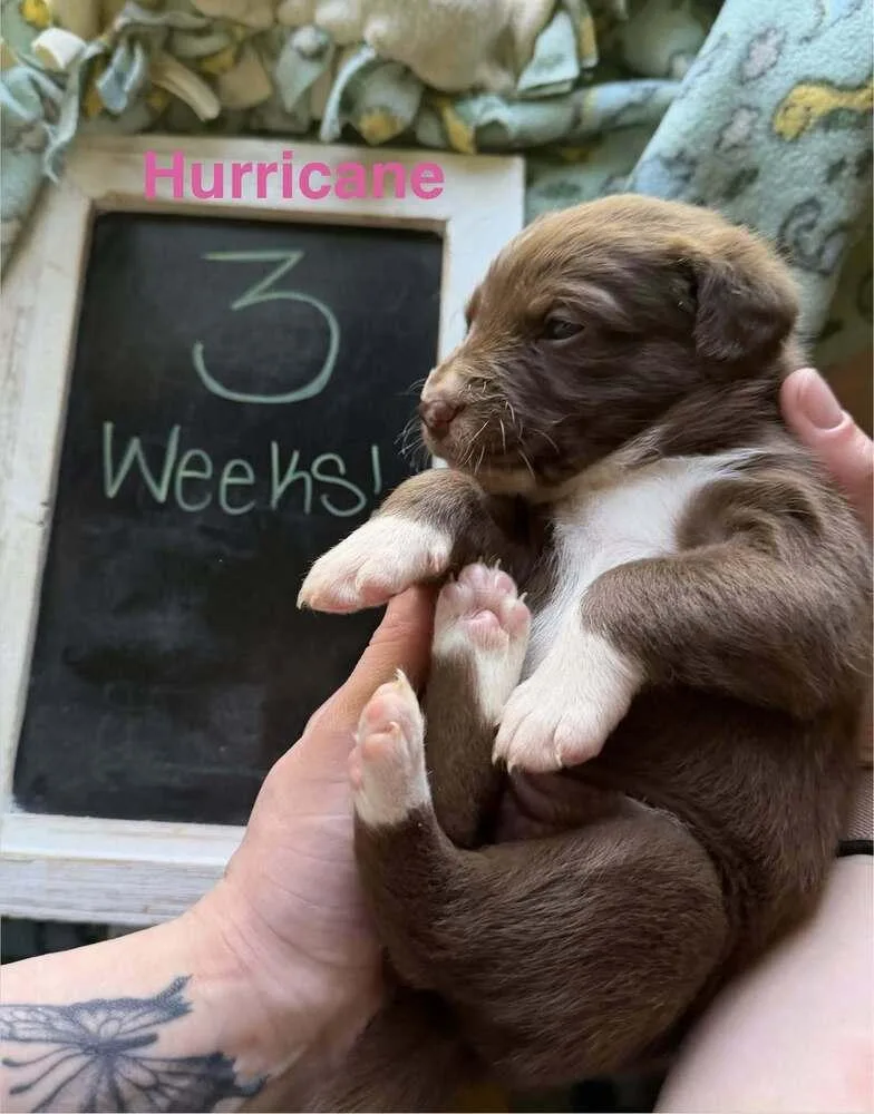 A baby small-sized female Tricolor (Brown, Black, & White) Hound dog named Hurricane for adoption in Waunakee, WI