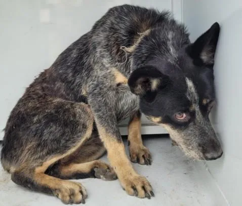 A young medium-sized female Australian Cattle Dog / Blue Heeler dog named Melody for adoption in San Pedro, CA