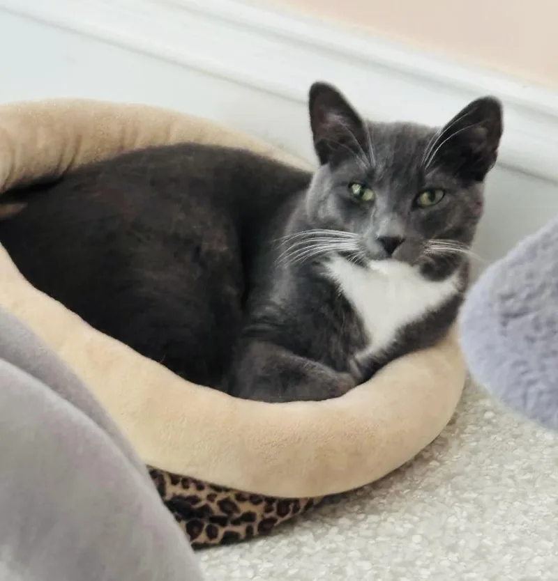 Smokey Joe thumbnail 2