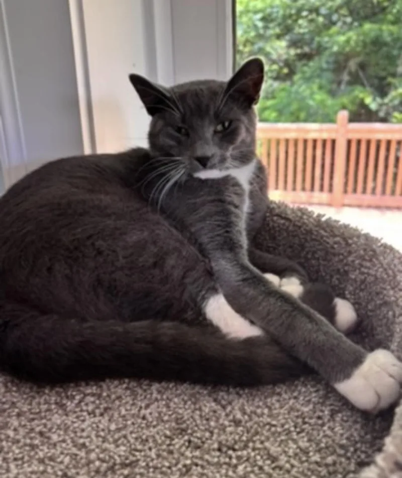 Smokey Joe thumbnail 3
