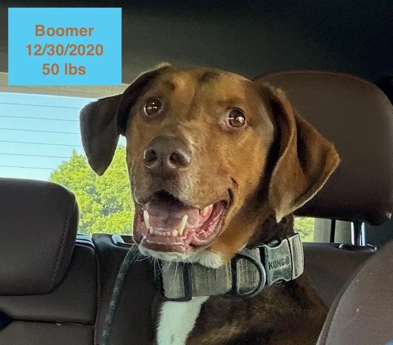 A young medium-sized male Brown / Chocolate Doberman Pinscher dog named Boomer for adoption in Allen, TX