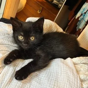 A baby small-sized male Black Domestic Short Hair cat named Perry for adoption in Bentonville, AR