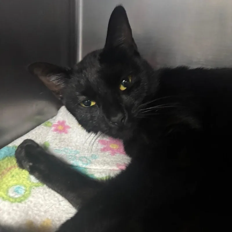 A young small-sized female Black Domestic Short Hair cat named Josephina for adoption in Lakeland, FL