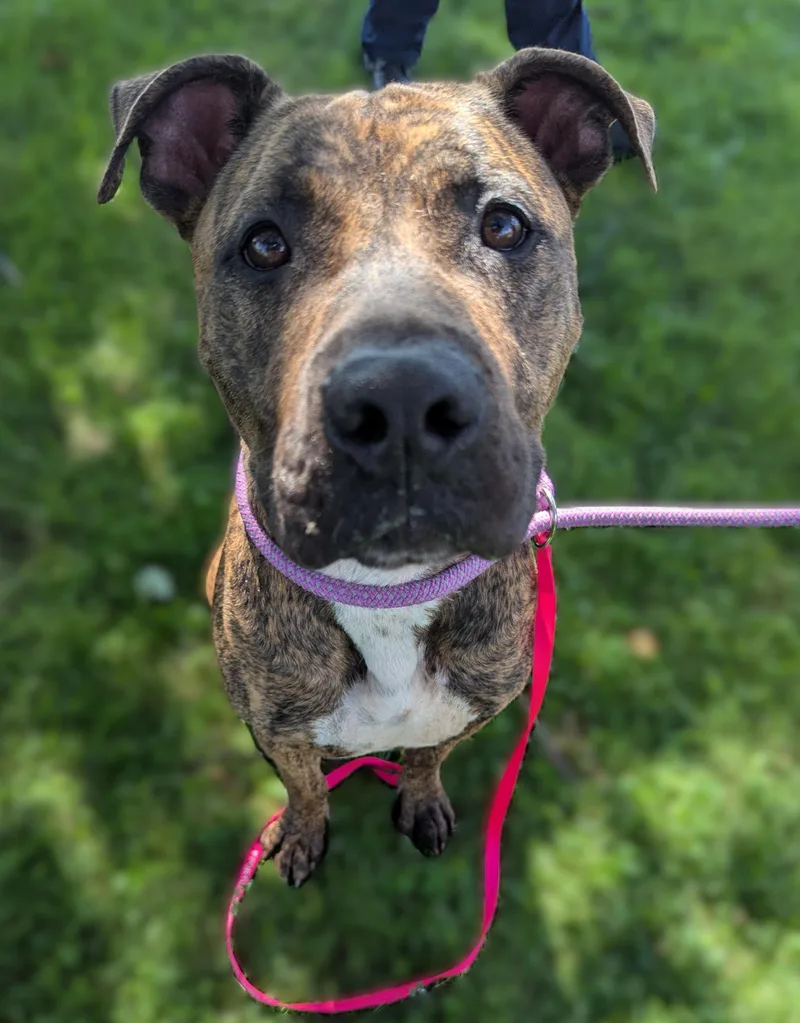 An adult large-sized male Brindle Mastiff dog named Tiger for adoption in Valparaiso, IN
