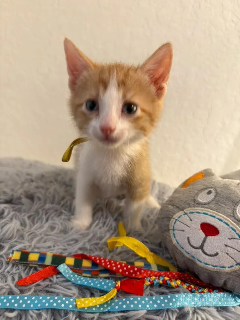 A baby medium-sized male Orange & White Domestic Short Hair cat named Belioz for adoption in Kempner, TX
