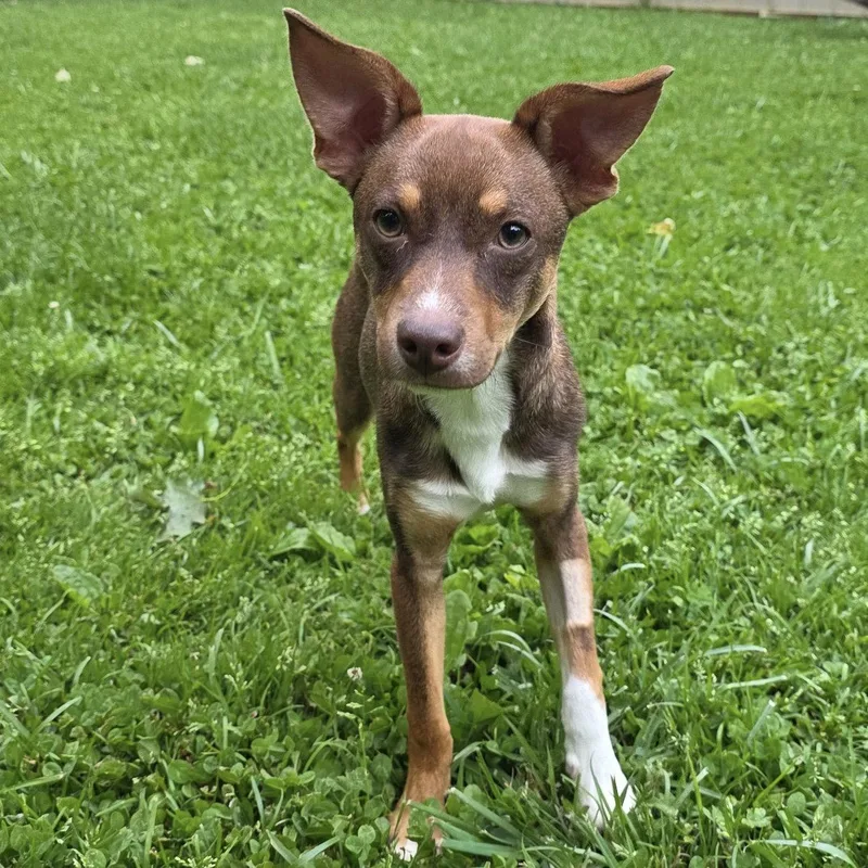 A baby small-sized male Rat Terrier dog named Pierce for adoption in Norwood, OH