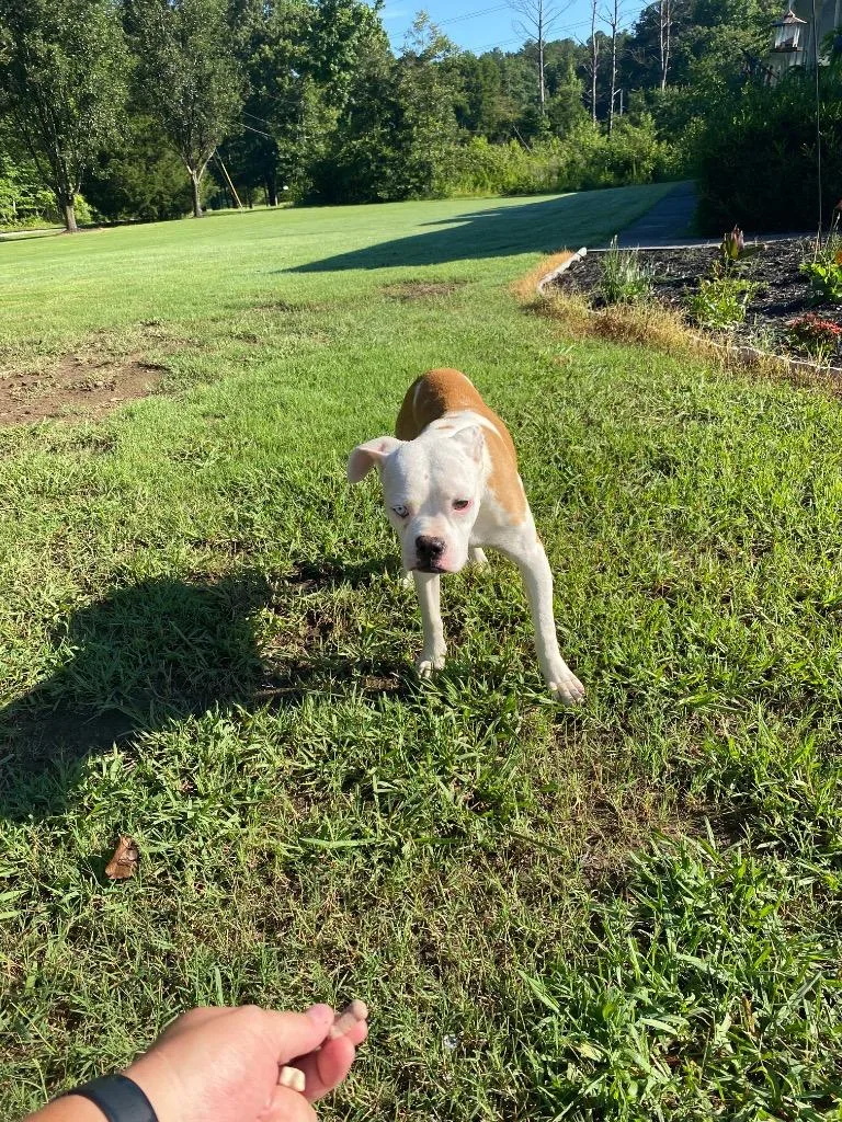 A young medium-sized male American Bulldog dog named Homer for adoption in Cartersville , GA