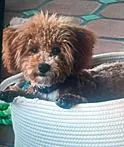 A young small-sized male Apricot / Beige Maltipoo dog named Tobi for adoption in Poway, CA