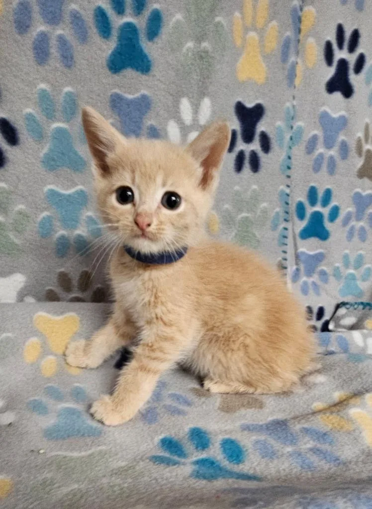 A baby small-sized male Domestic Short Hair cat named Edward for adoption in Wabash, IN