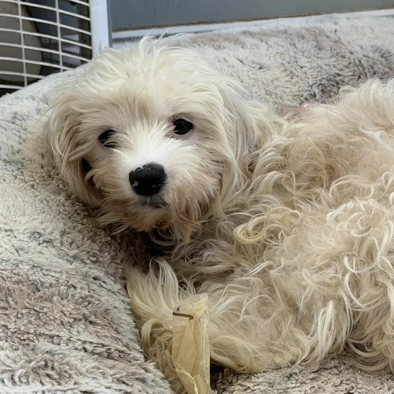 A young small-sized female White / Cream Cockapoo dog named Primrose for adoption in Sequatchie, TN