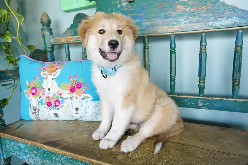 A baby small-sized female Anatolian Shepherd dog named Atta for adoption in San Antonio, TX