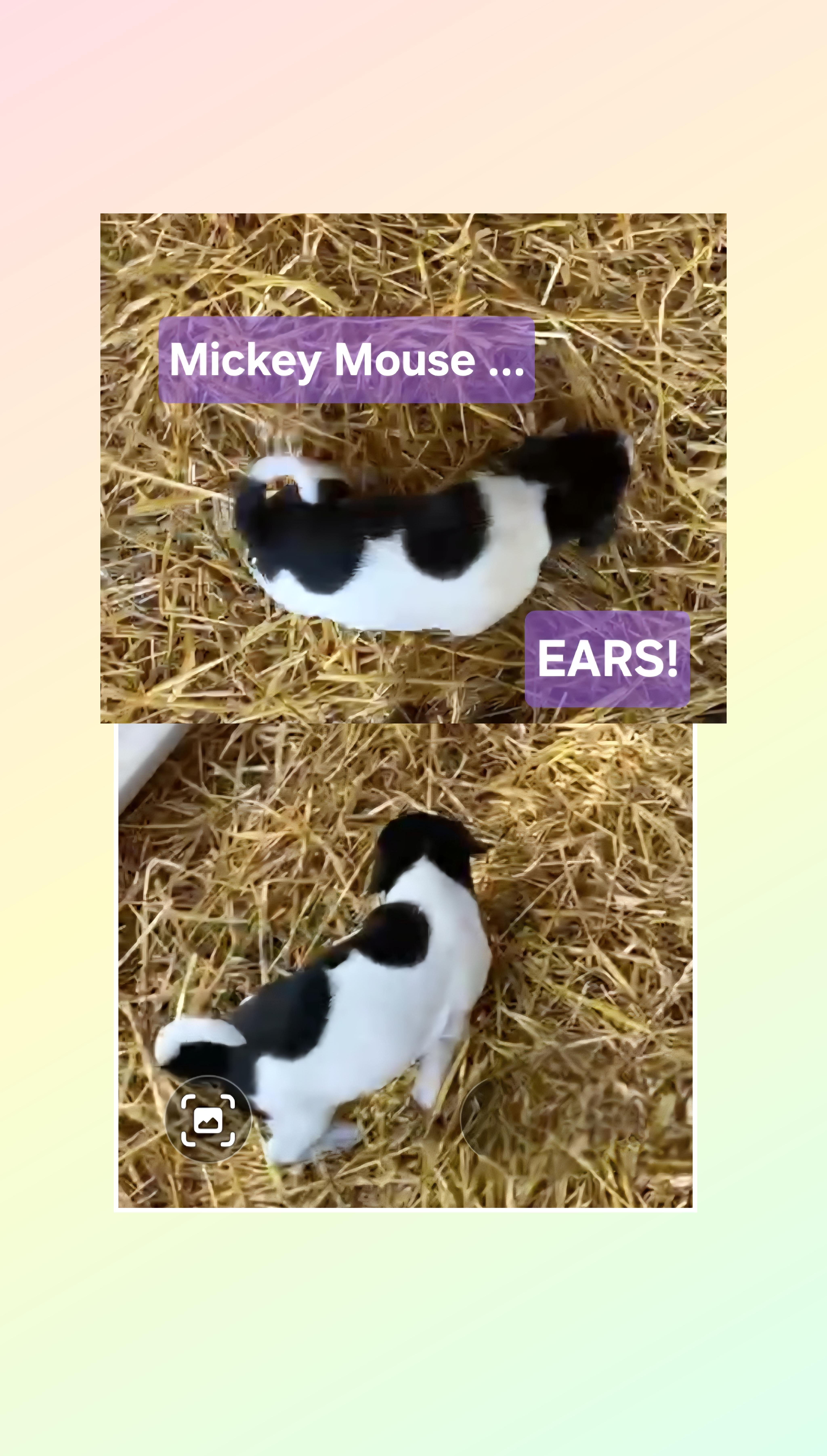 Mickey Mouse thumbnail 3