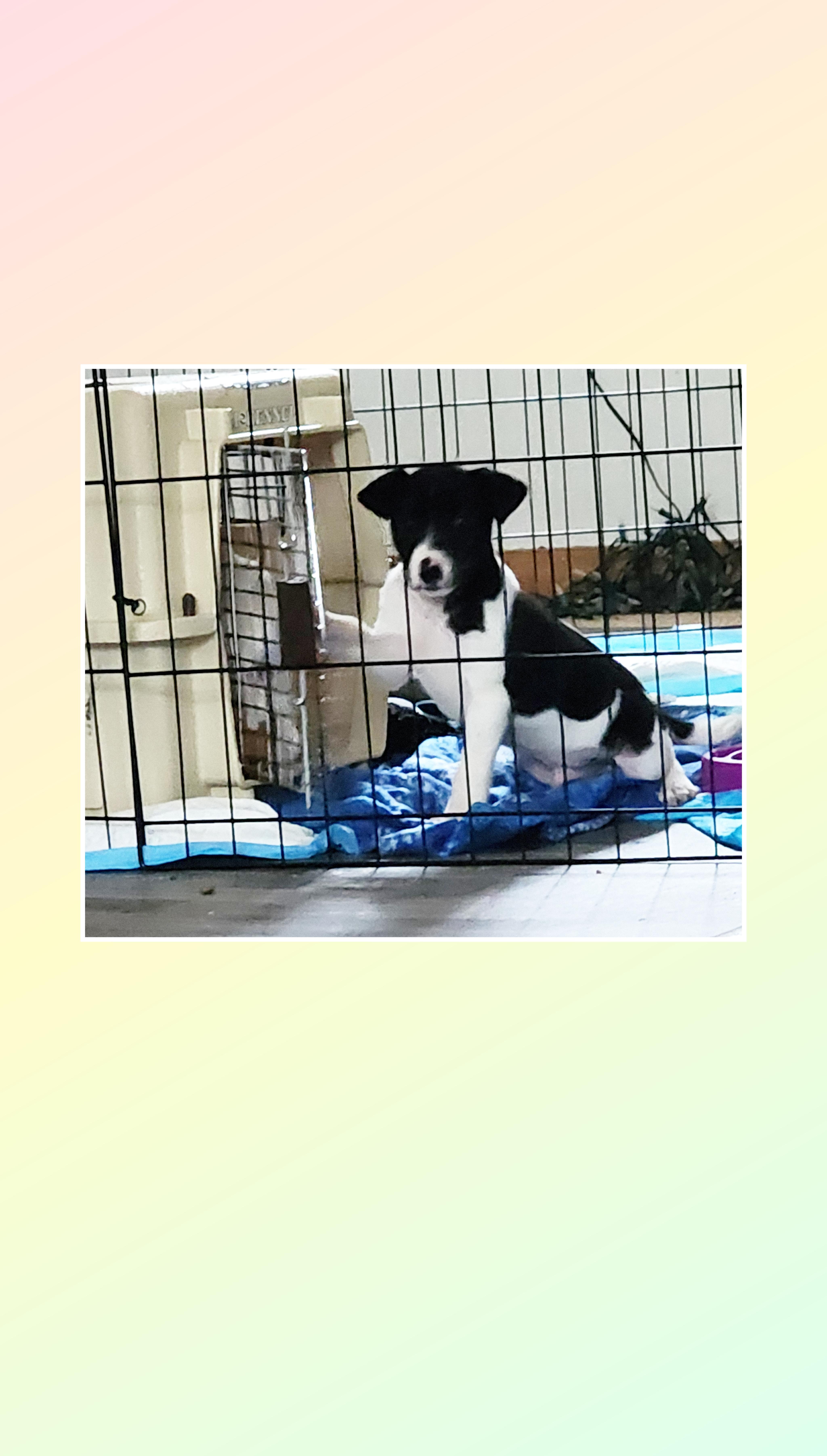 Mickey Mouse thumbnail 4