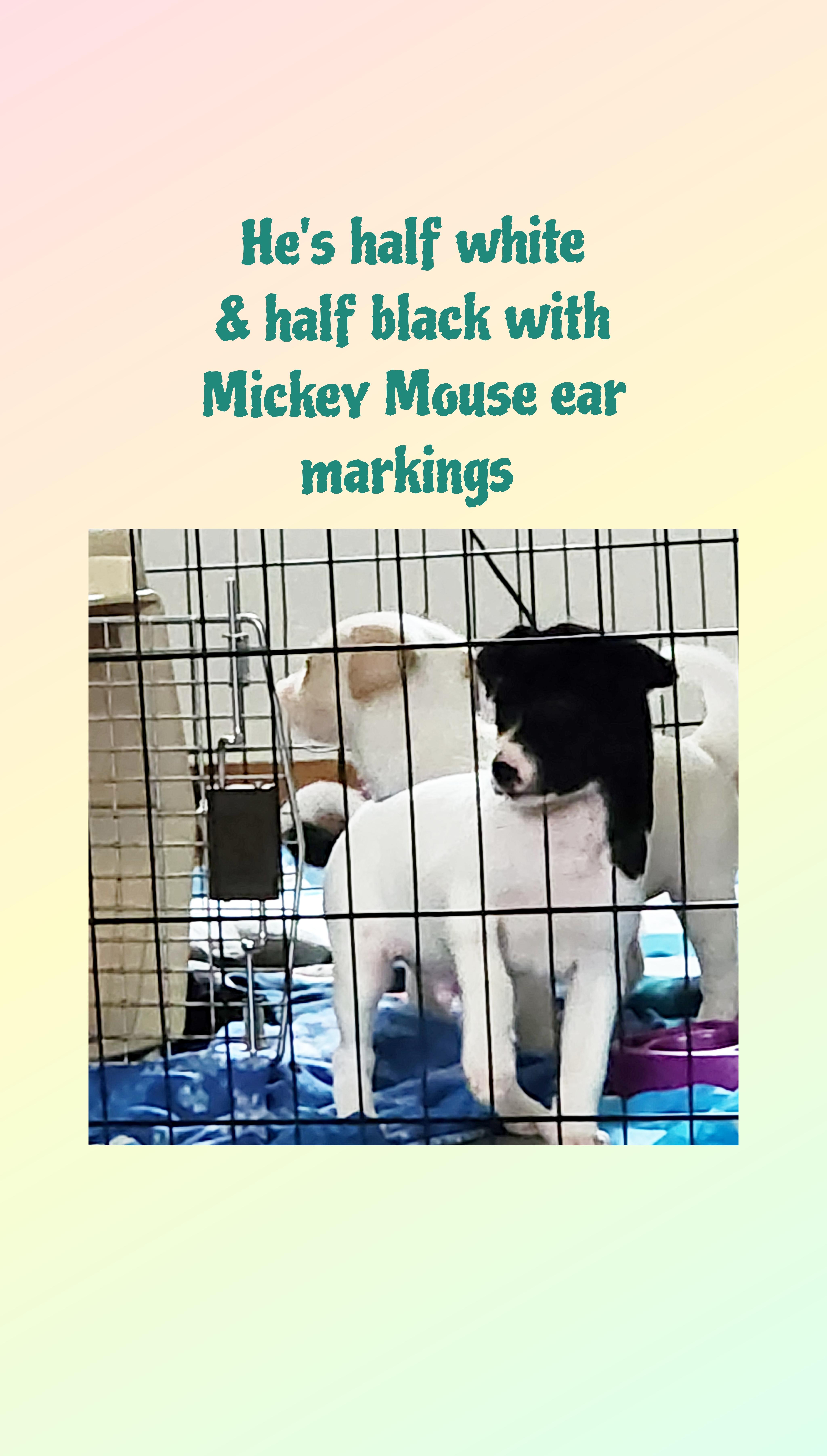 Mickey Mouse thumbnail 5