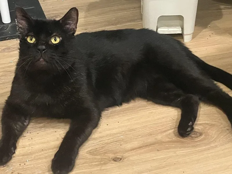 Vanderbuilt thumbnail 2