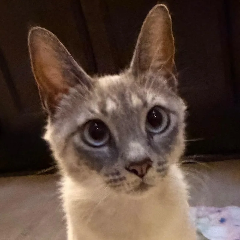 An adult small-sized female Cream / Ivory Siamese cat named Dolly Allenca for adoption in Tallahassee, FL