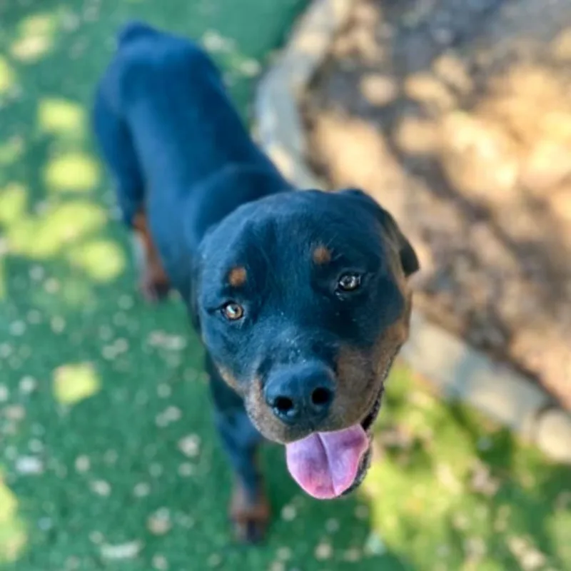 An adult large-sized male Rottweiler dog named Leonardo for adoption in Red Bluff, CA