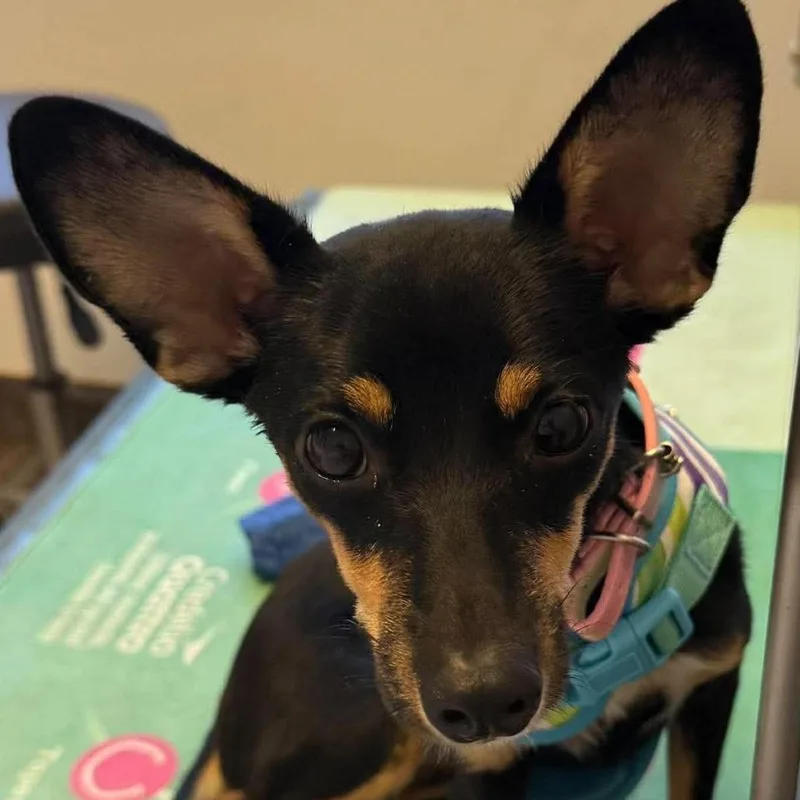 An adult small-sized female Black Chihuahua dog named Shadow for adoption in Apple Valley, CA
