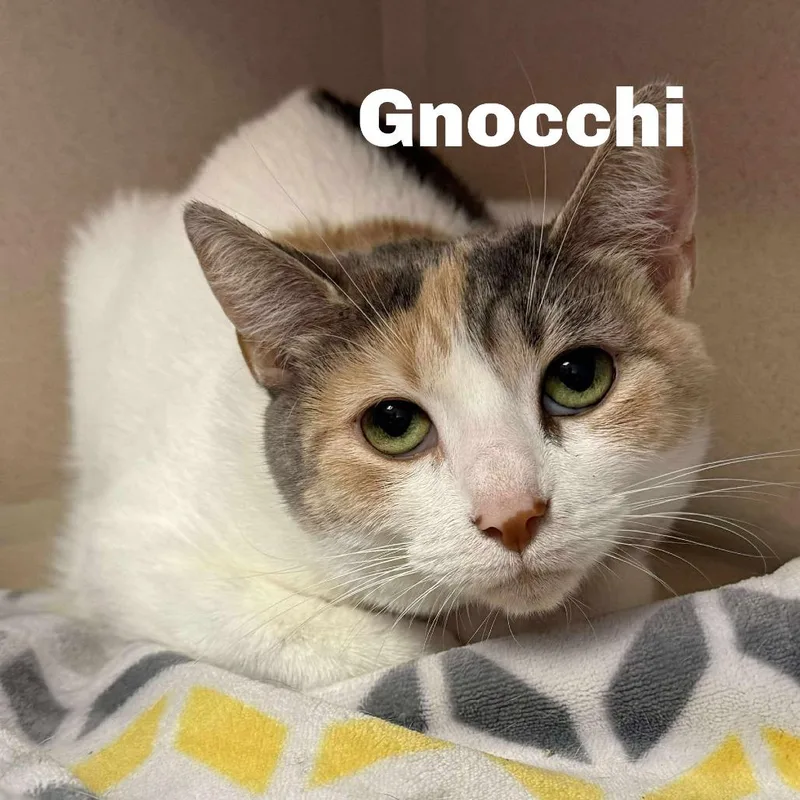 Gnocchi