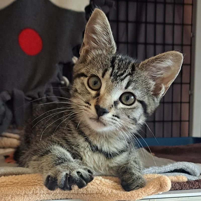 A baby small-sized female Brown / Chocolate Domestic Short Hair cat named Patty for adoption in Chicago, IL