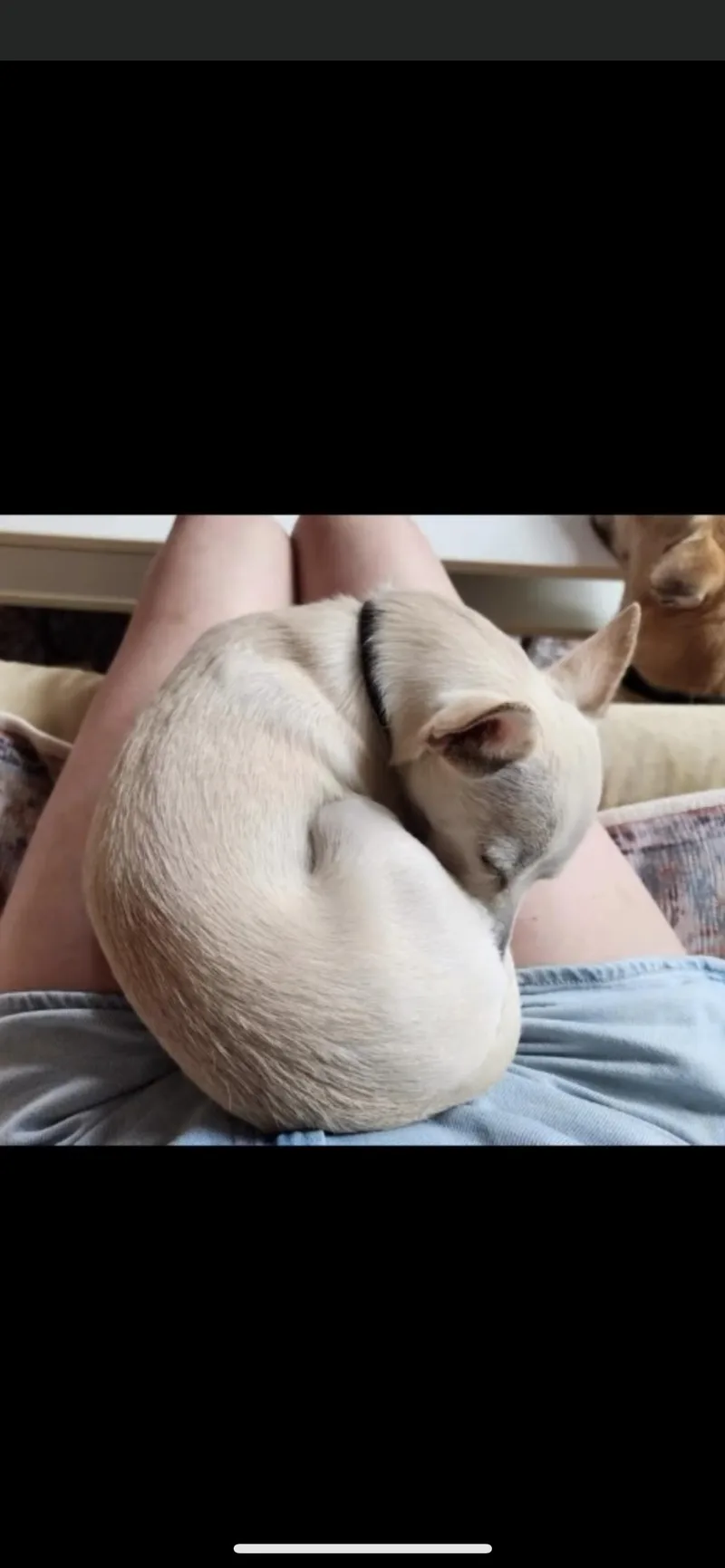 A young small-sized female White / Cream Chihuahua dog named Rose for adoption in Branford, CT