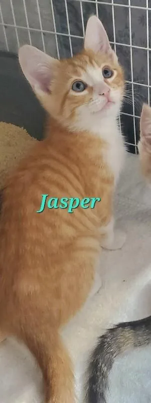A baby medium-sized male Domestic Short Hair cat named Jasper for adoption in Diamond Springs, CA