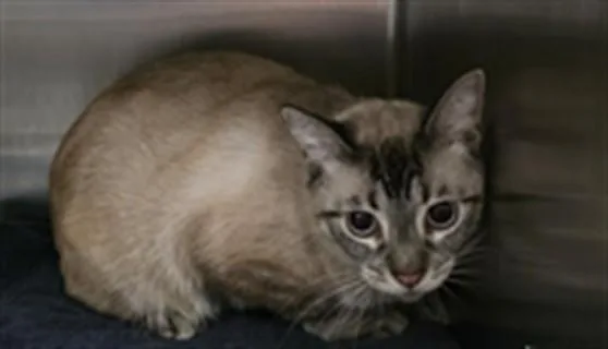 An adult medium-sized male Domestic Short Hair cat named Howl for adoption in Los Angeles, CA