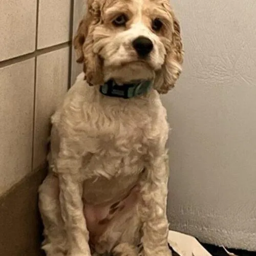 A baby small-sized female Bicolor Cocker Spaniel dog named Willow H for adoption in Parker, CO