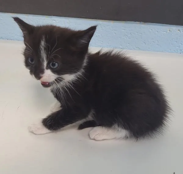 A baby small-sized male Domestic Short Hair cat named Kd Sonic for adoption in Lawrenceville, GA