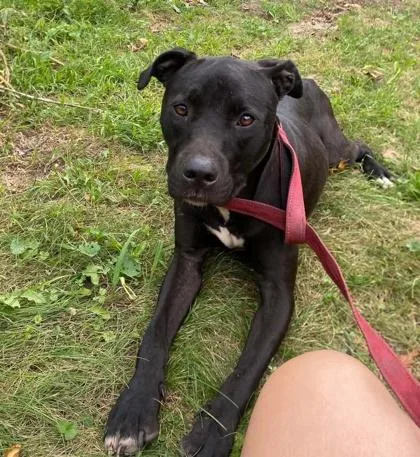 A young medium-sized female Mixed Breed dog named PlayDoh for adoption in Hobart, IN